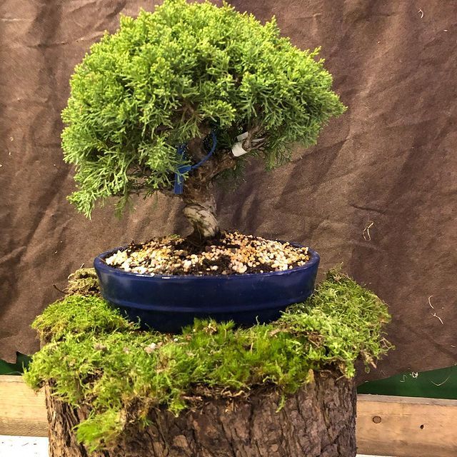 Bonsai