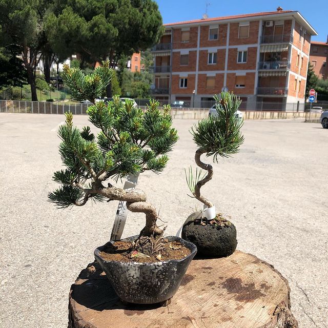 Bonsai