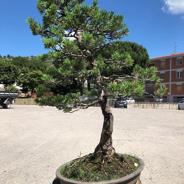 Bonsai