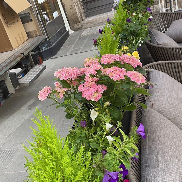Fiori colorati