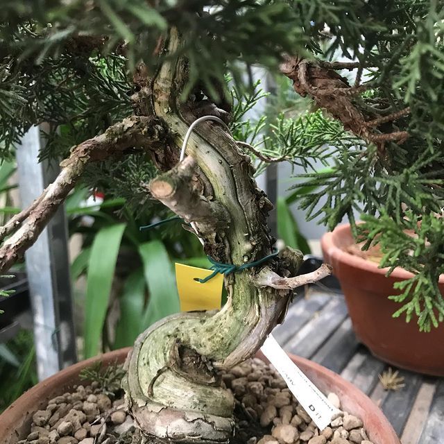 Bonsai