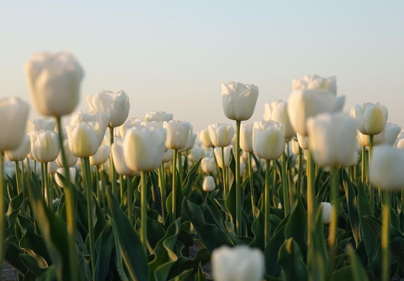 cremation service in Cherry Hill, N