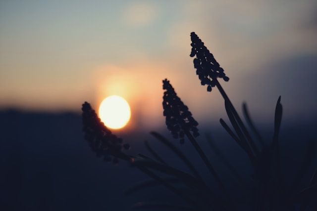 cremation services Maple Shade, NJ