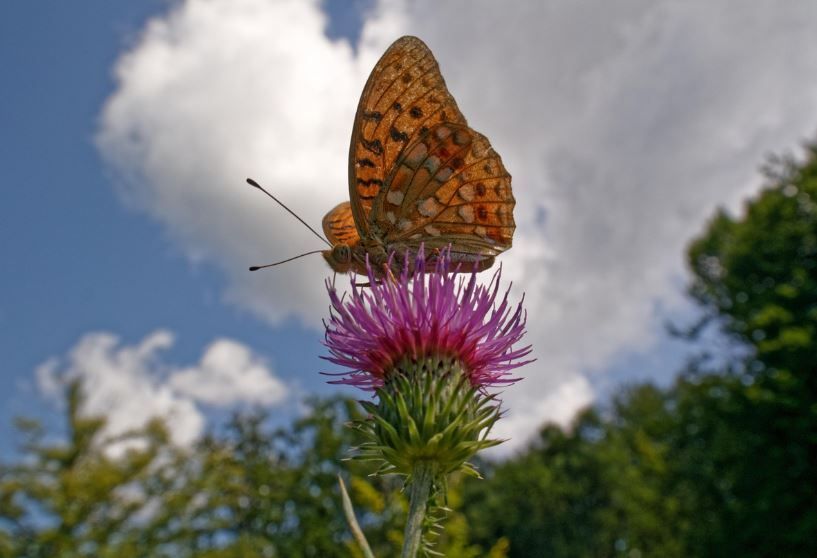 cremation services in Maple Shade, NJ