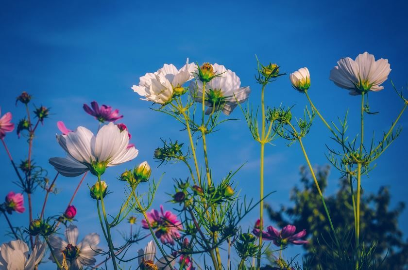 funeral homes in Voorhees Township, NJ