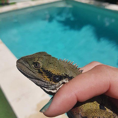 Australian Water Dragon — Animal Rescue & Relocation in Sunshine Coast, QLD