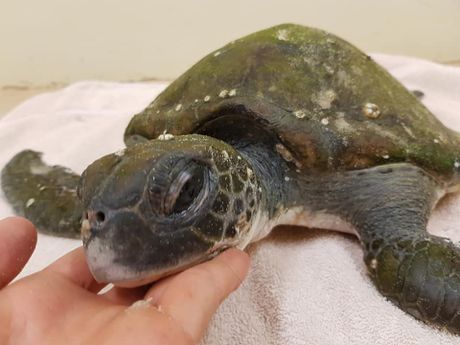 Rescued Turtle — Animal Rescue & Relocation in Sunshine Coast, QLD