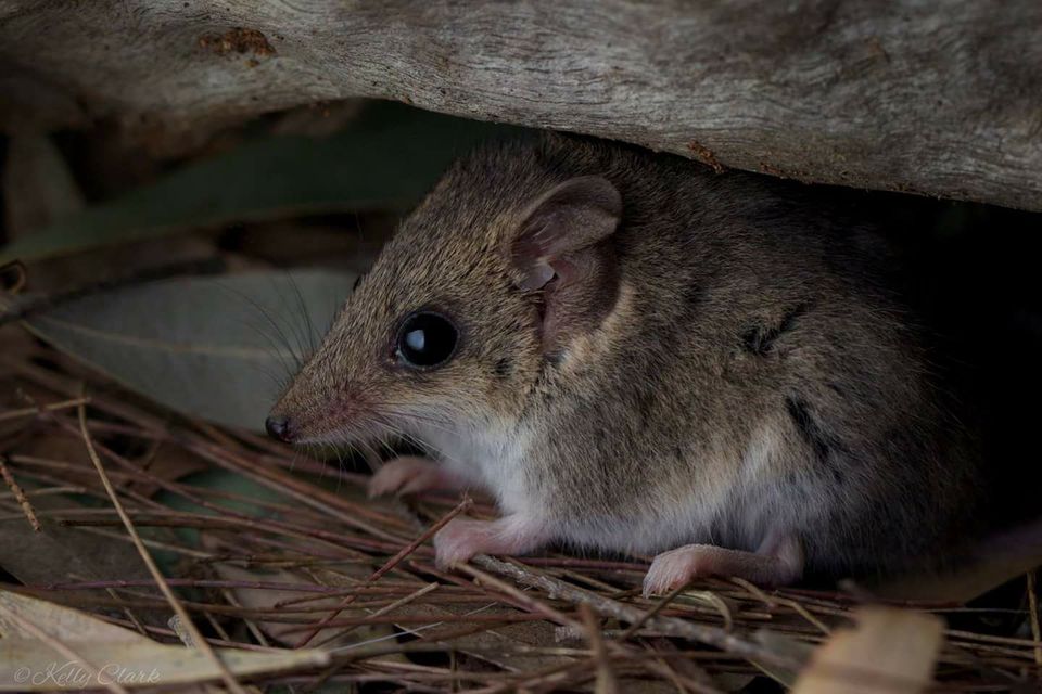 Rodent Baiting— Animal Rescue & Relocation in Sunshine Coast, QLD