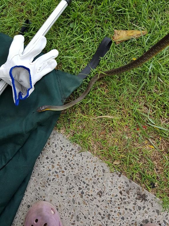 Tools For Capturing Snakes — Animal Rescue & Relocation in Sunshine Coast, QLD