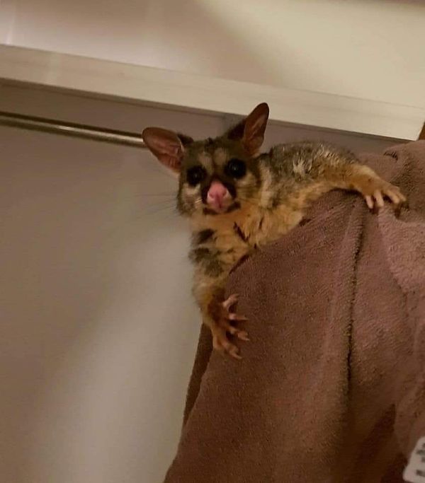 Angry Young Possums— Animal Rescue & Relocation in Sunshine Coast, QLD