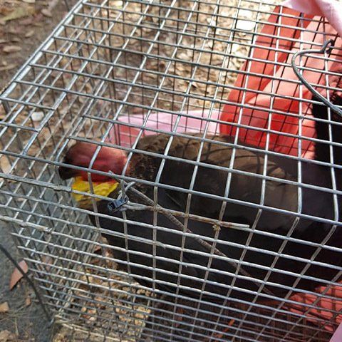 Turkey — Animal Rescue & Relocation in Sunshine Coast, QLD