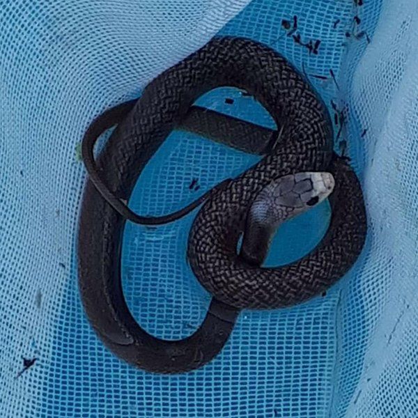 Taipan Snake — Animal Rescue & Relocation in Sunshine Coast, QLD