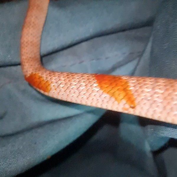 Orange Skin Snake — Animal Rescue & Relocation in Sunshine Coast, QLD