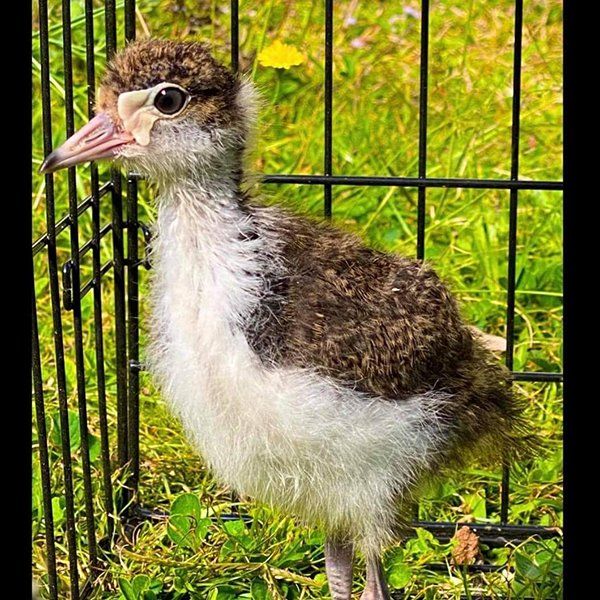 An Exotic Bird in the Cage — Animal Rescue & Relocation in Sunshine Coast, QLD