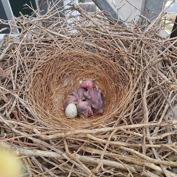 New Hatched Bird Egg — Animal Rescue & Relocation in Sunshine Coast, QLD