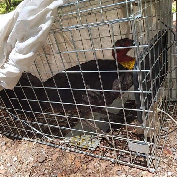 Exotic Bird — Animal Rescue & Relocation in Sunshine Coast, QLD