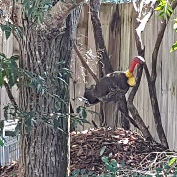 Wild Bird Behind the Tree — Animal Rescue & Relocation in Sunshine Coast, QLD