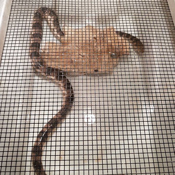 Sea Snake in the Cage — Animal Rescue & Relocation in Sunshine Coast, QLD
