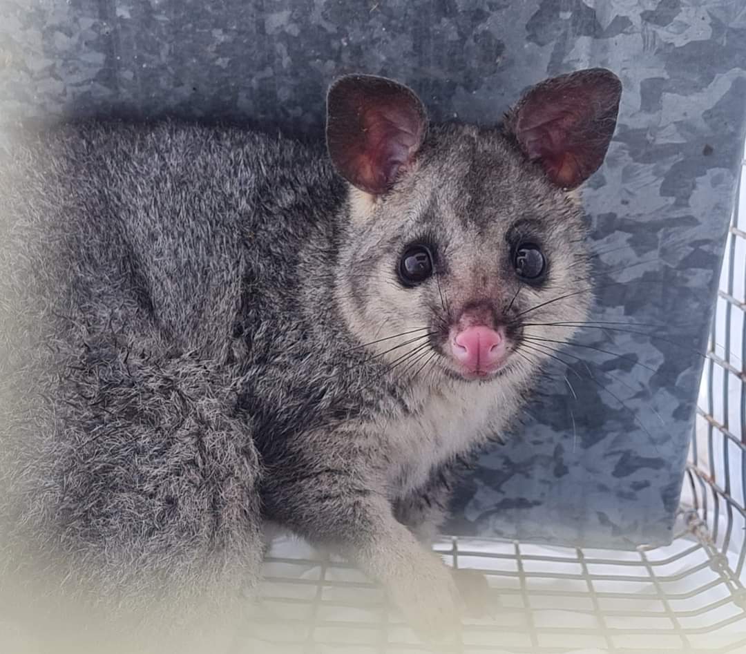 Possum — Animal Rescue & Relocation in Sunshine Coast, QLD
