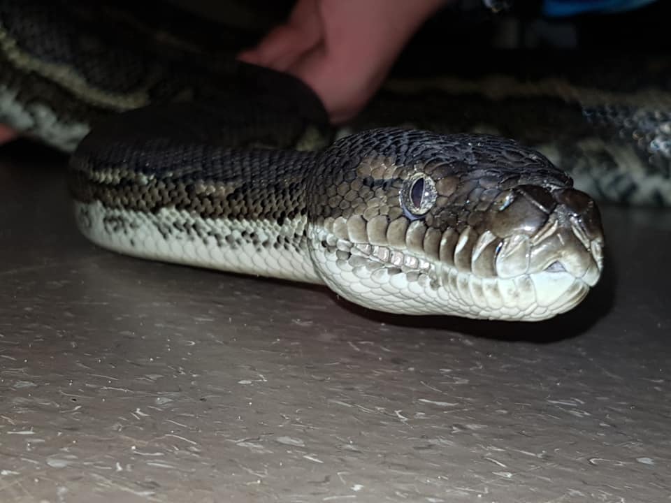 Snake  — Animal Rescue & Relocation in Sunshine Coast, QLD