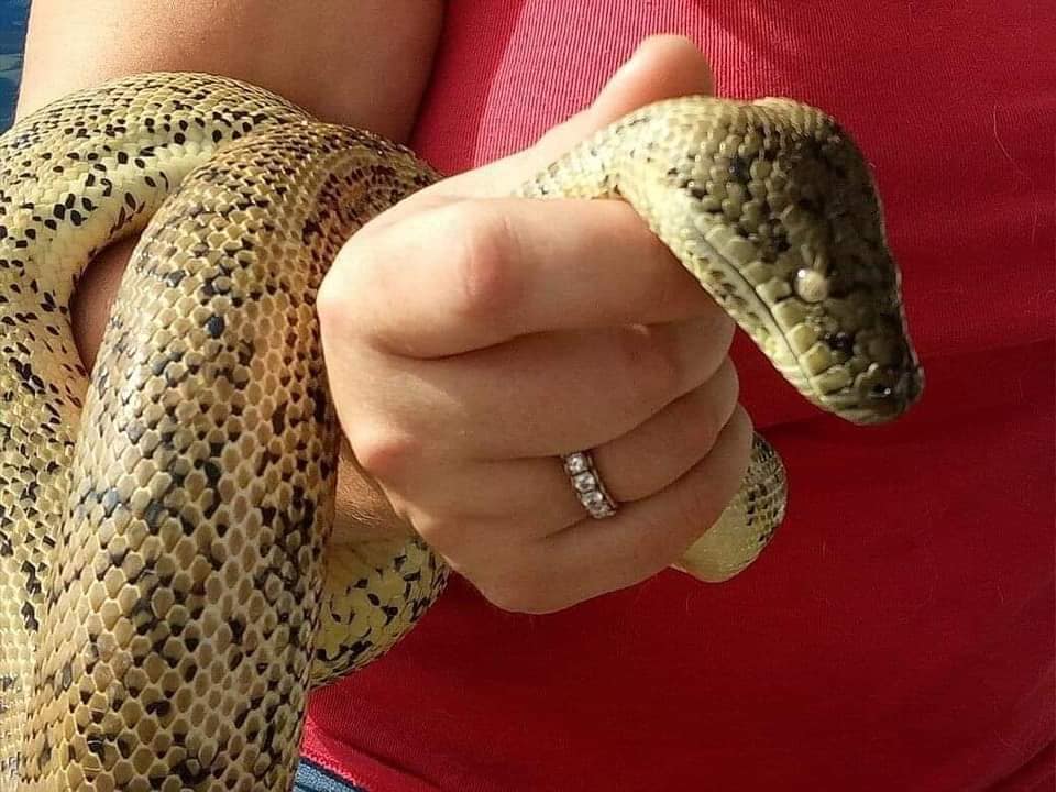 Professional Snake Catcher  — Animal Rescue & Relocation in Sunshine Coast, QLD