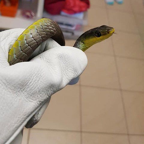 Animal Expert Holding A Snake — Animal Rescue & Relocation in Sunshine Coast, QLD