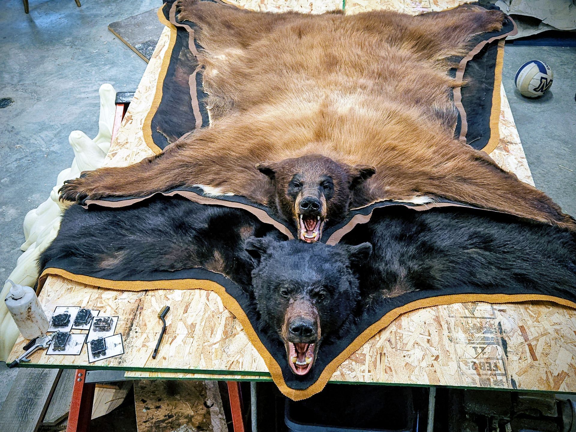 Two bear hides, one brown and one black, laid flat on a plywood surface in a workshop, heads posed with mouths open.