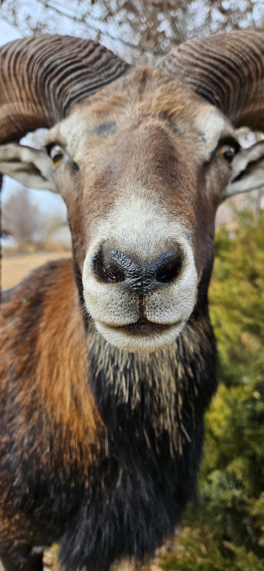 A close-up portrait of a mouflon ram with curved horns, looking directly at the camera outdoors.