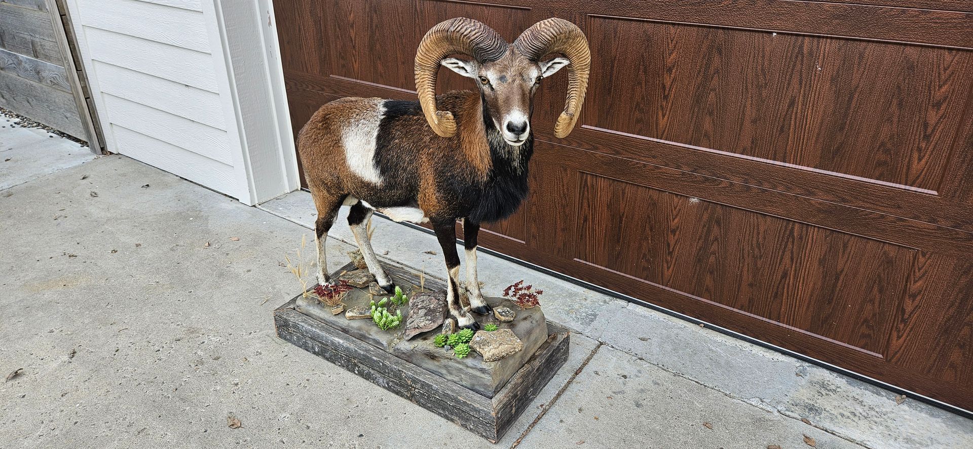 A full-body taxidermy mount of a multi-colored ram with large curved horns, standing on a faux-rock base.