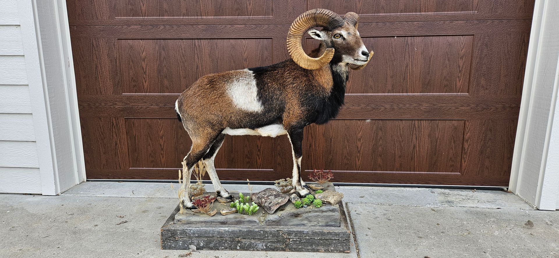 A taxidermy mount of a multi-colored ram with large curved horns, standing on a wooden base in front of a garage door.