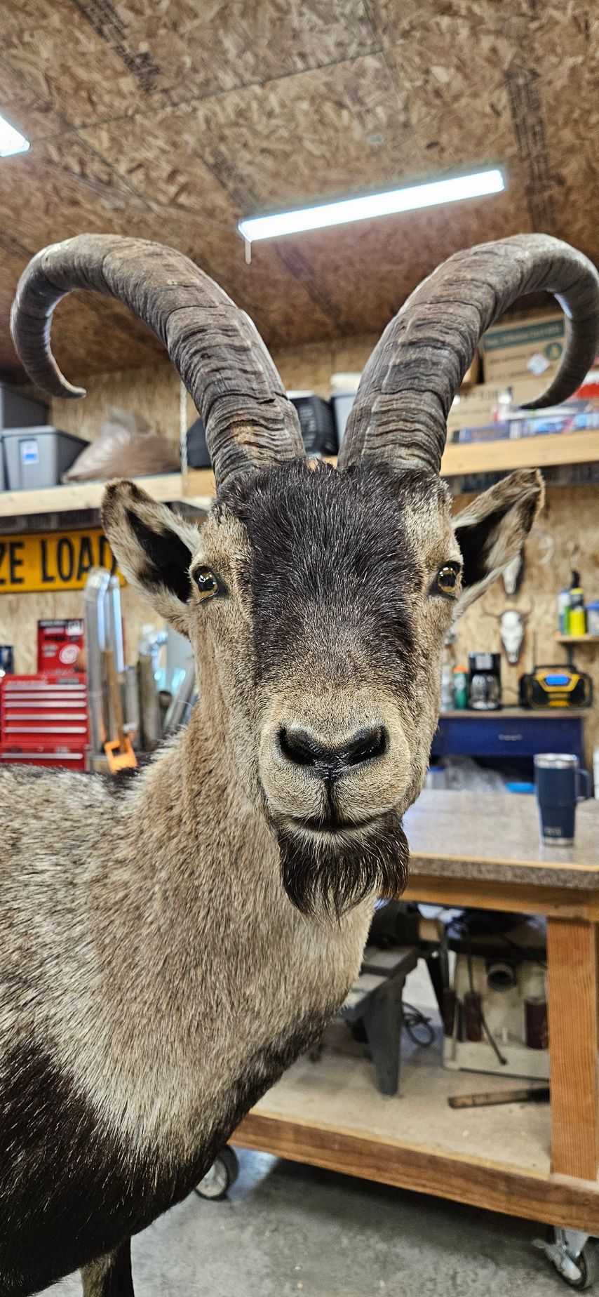 A taxidermy mount of a goat with dark fur on its head and neck and curved horns, displayed in a workshop.