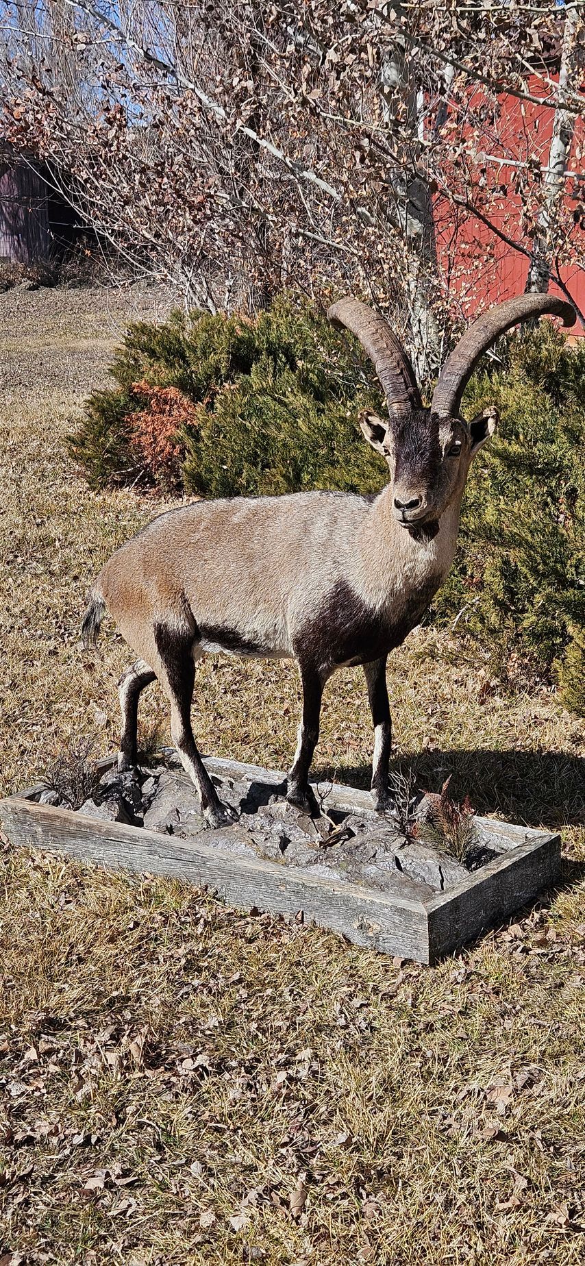 A taxidermy ibex with curved horns stands on a rectangular base in a grassy, outdoor area with bushes and trees behind it.