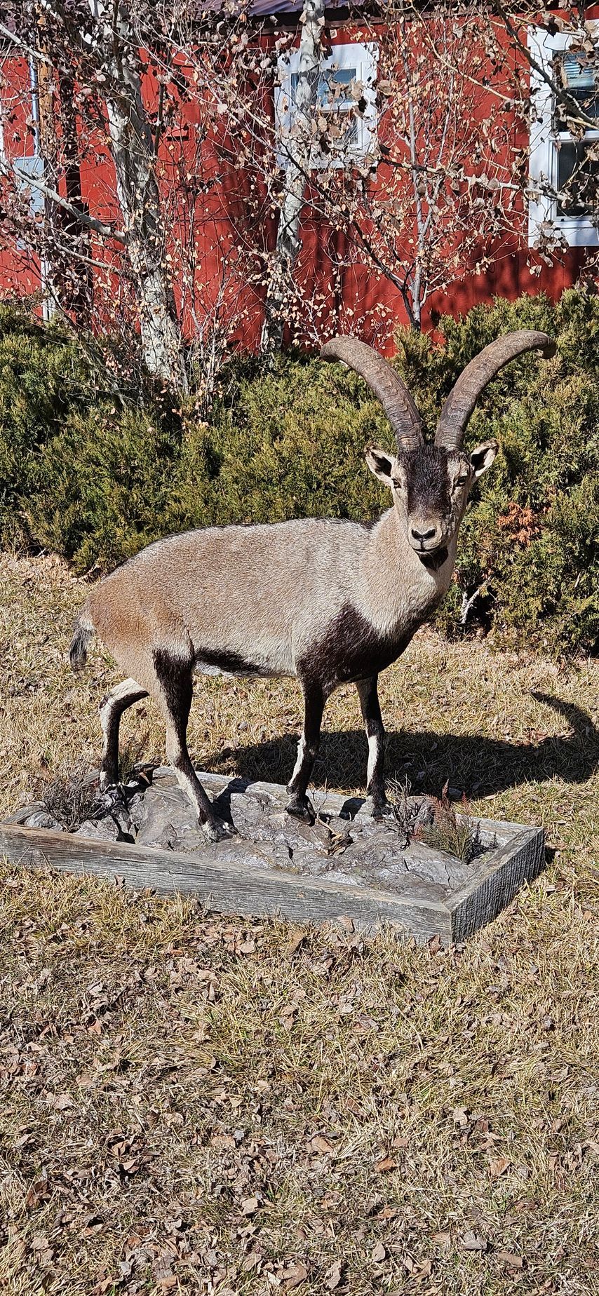 A taxidermy ibex stands on a wooden platform against a background of green bushes and a red barn wall.