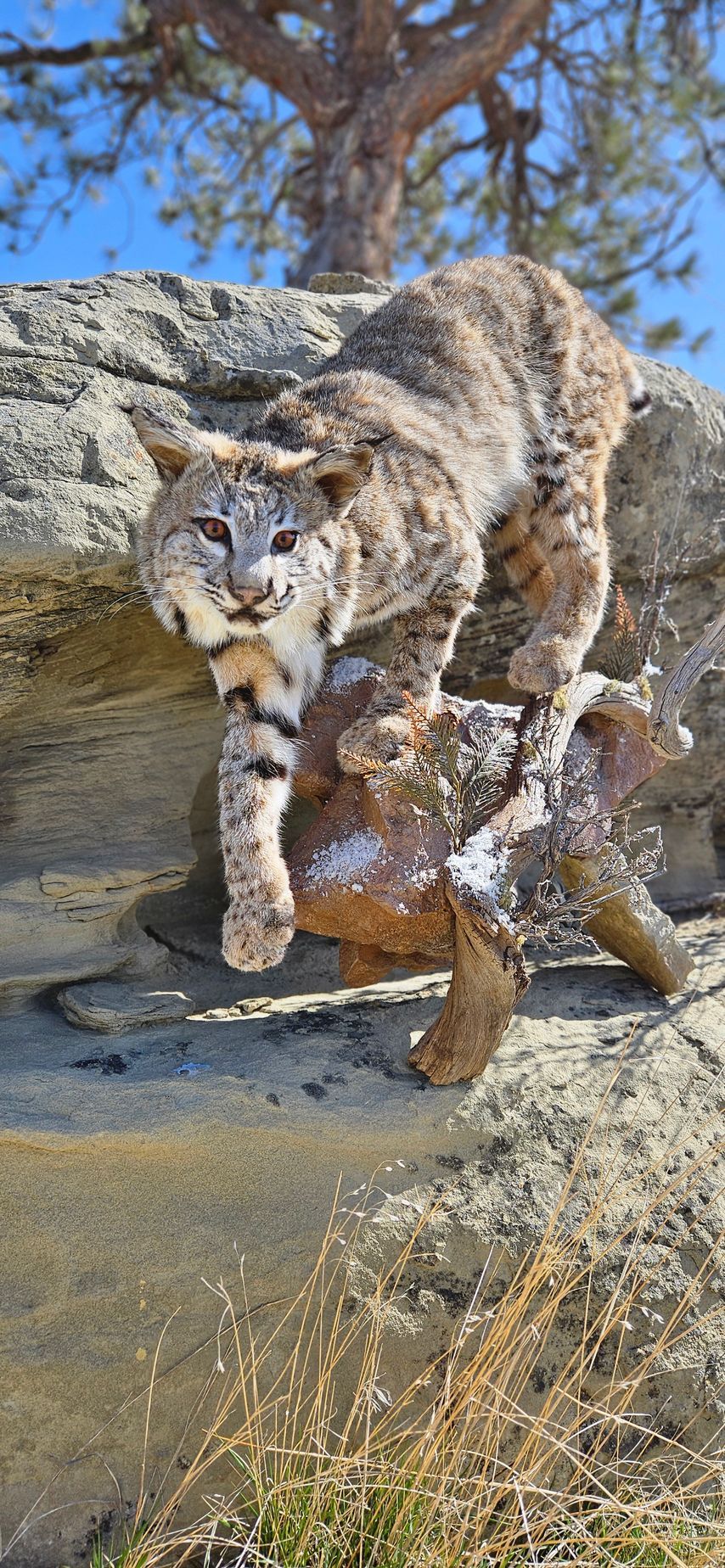 A bobcat stands atop a rock formation in a snowy, outdoor environment.