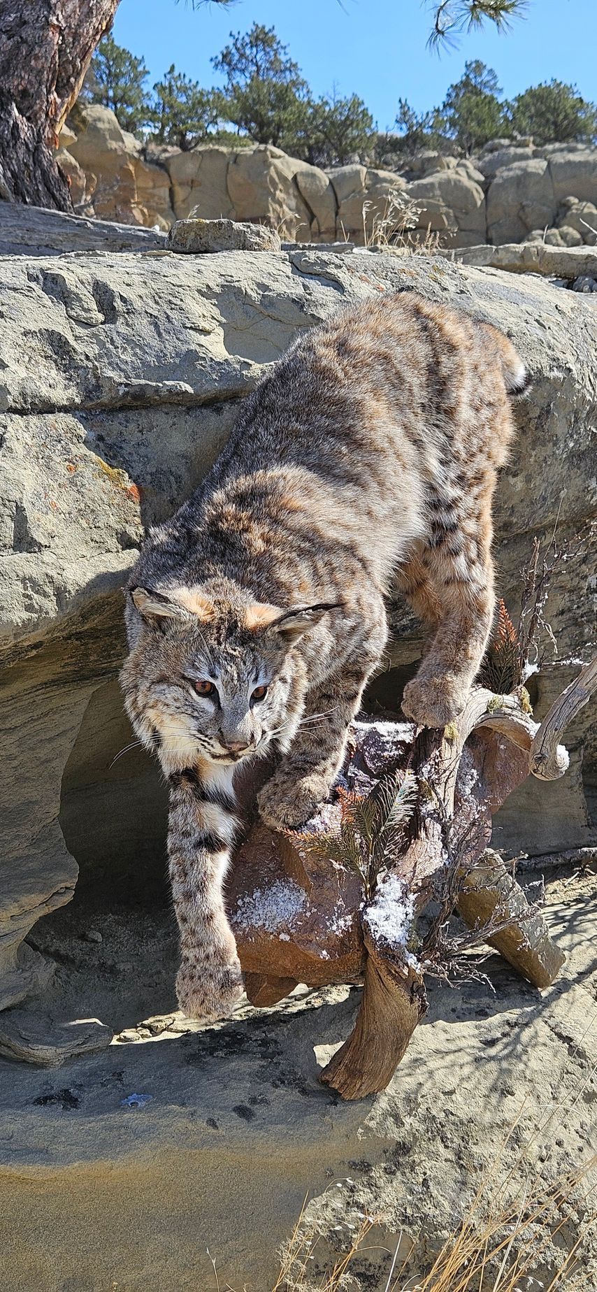 A bobcat with mottled brown and gray fur stands on a rocky ledge, looking down over a patch of snow.