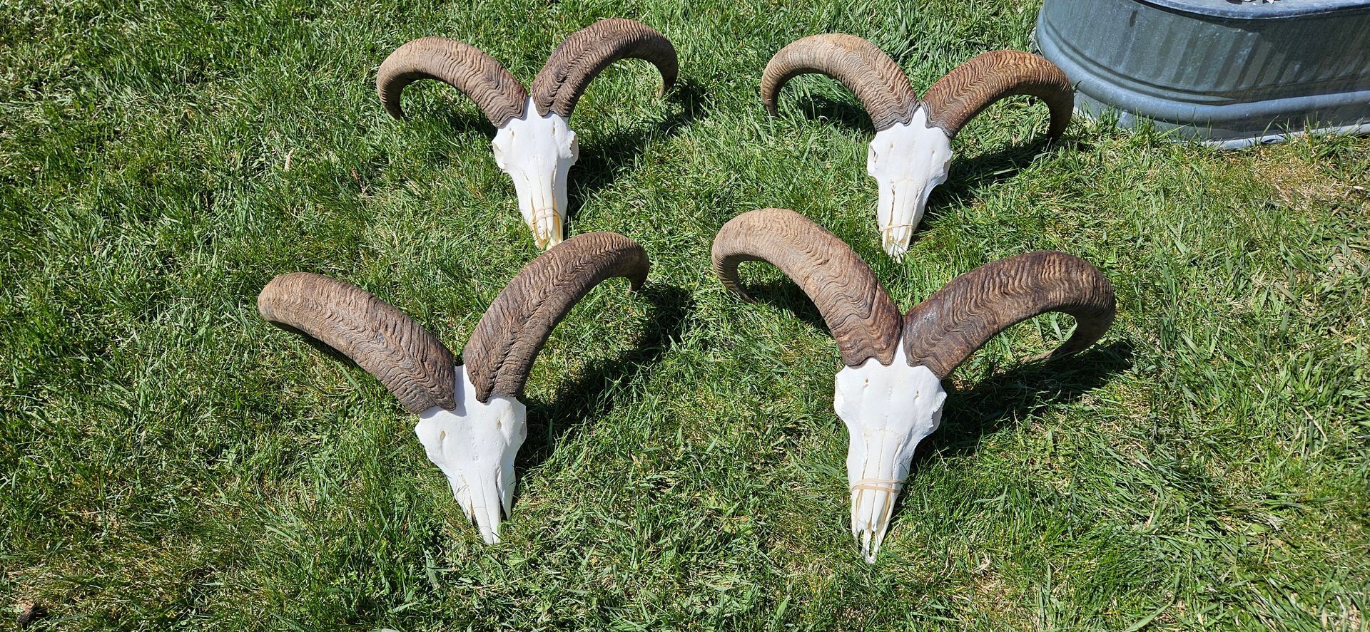 Four animal skulls with large, curved, textured horns arranged on green grass.