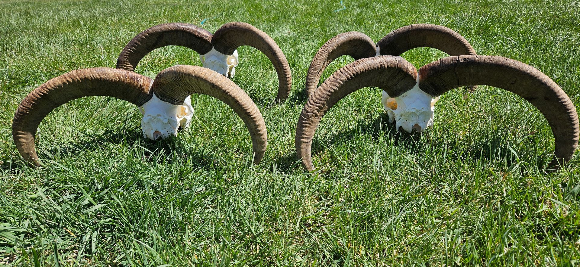 Two sheep skulls with large, curled horns resting on a grassy lawn in bright daylight.