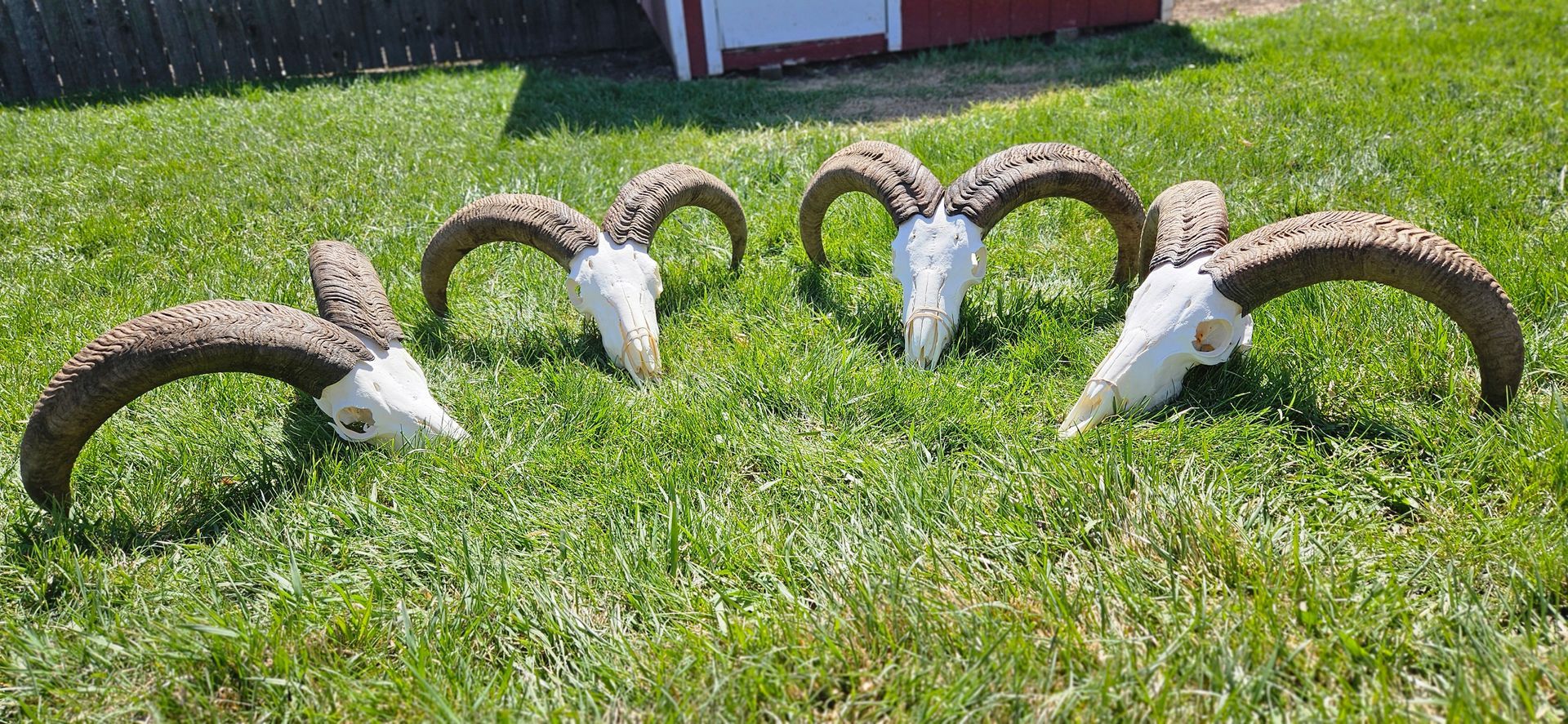 Four ram skulls with large, curled horns arranged in a semi-circle on a patch of green grass.