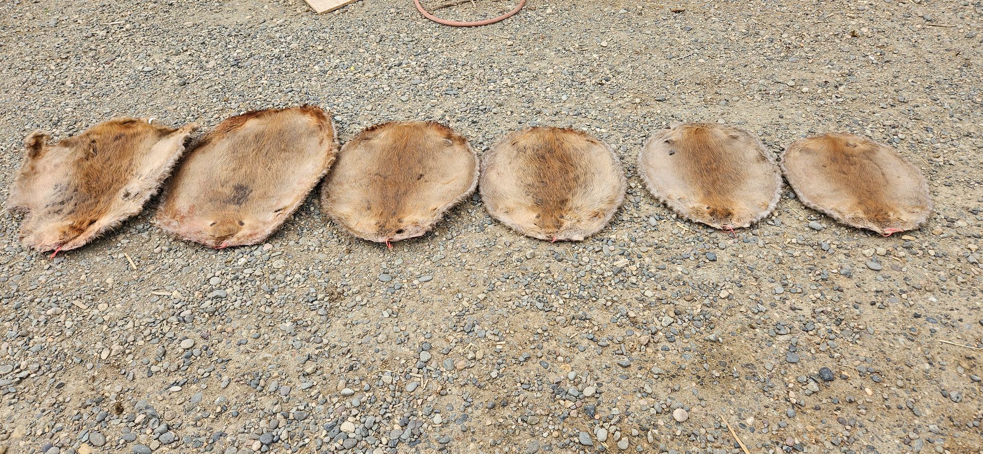 Six light brown, flat, circular food items laid out in a row on a gravel surface.