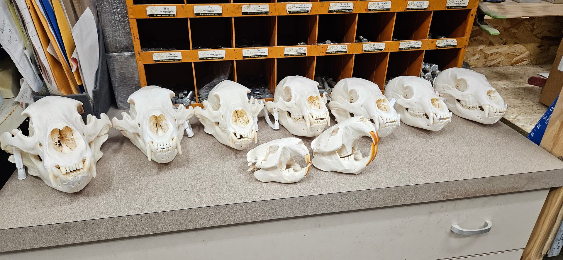 A collection of white animal skulls arranged in a row on a counter in front of a wooden storage shelf.