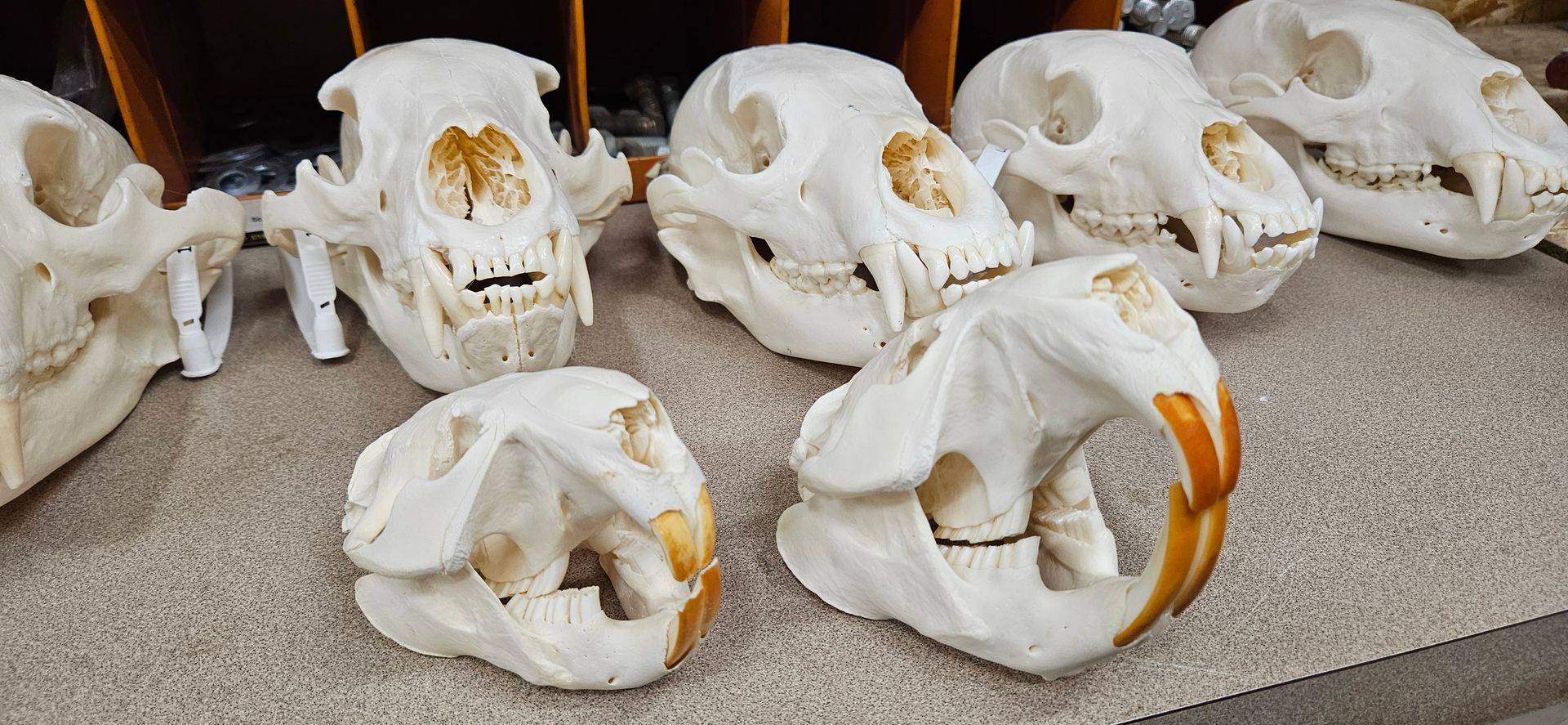 A collection of animal skulls, including several bear-like skulls and two rodent skulls with prominent orange incisors.
