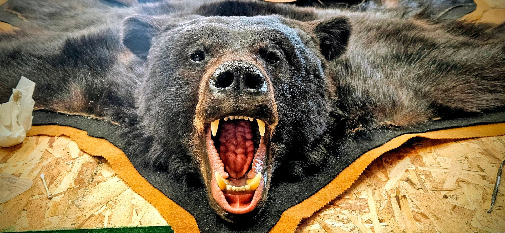 A taxidermy bear rug with a felt border, featuring the bear's head with its mouth wide open, resting on a wooden floor.