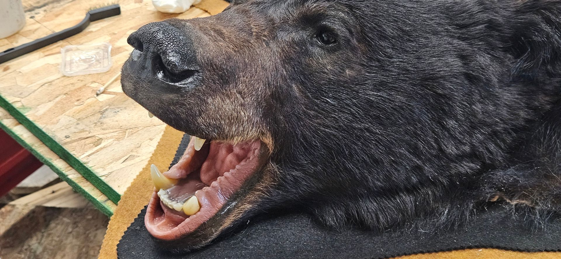 A taxidermied black bear head with its mouth open, revealing teeth and pink gums, resting on a wooden surface.