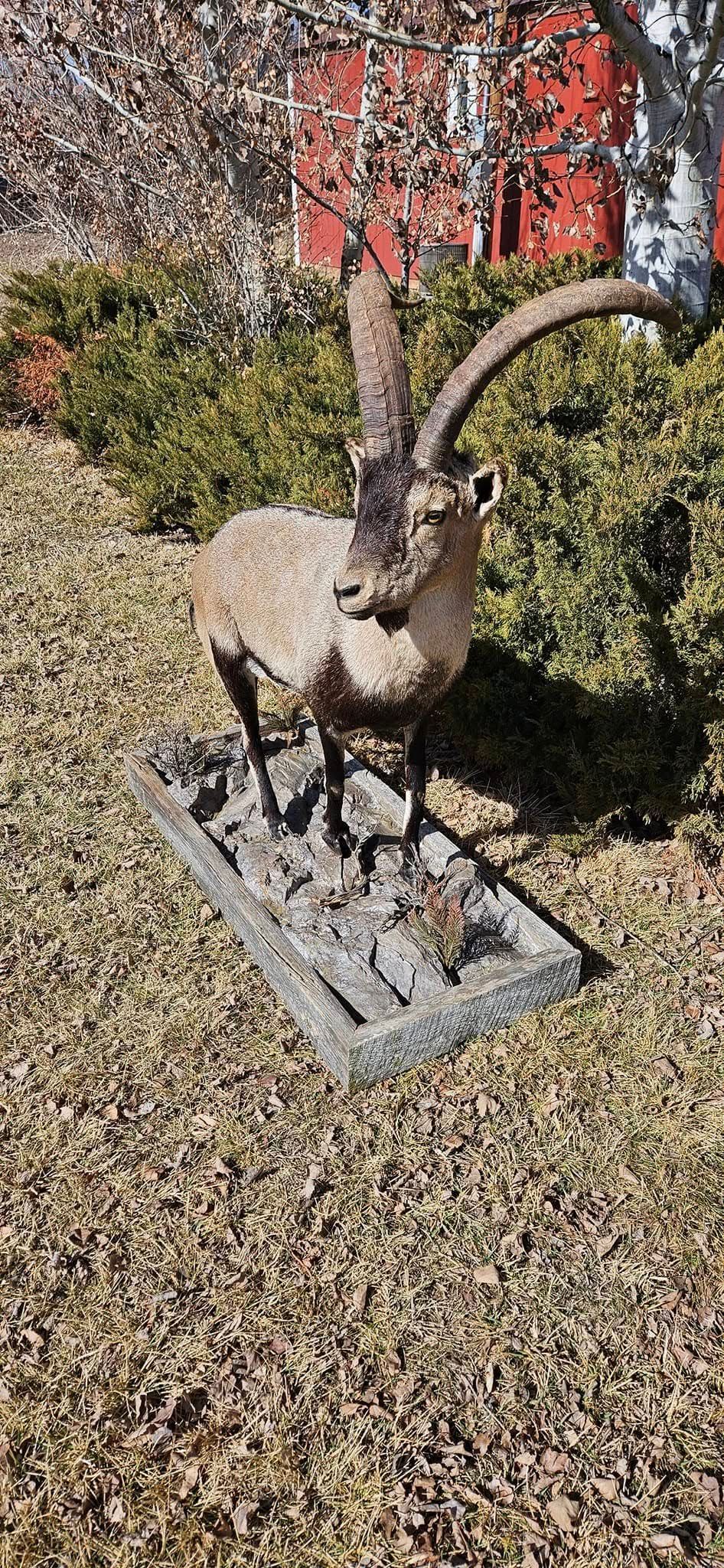 A taxidermied ibex with large curved horns stands on a stone base in a yard with greenery.