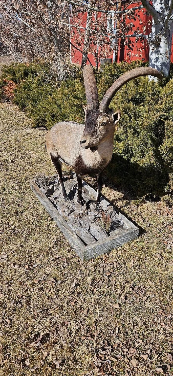 A taxidermied ibex with large curved horns stands on a stone base in a yard with greenery.