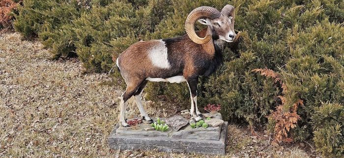 A mouflon ram statue standing on a stone base in front of green bushes.