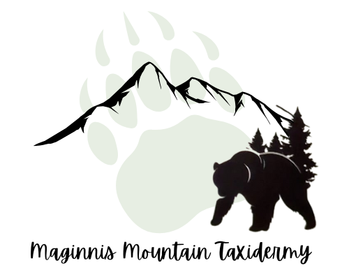 Maginnis Mountain Taxidermy logo