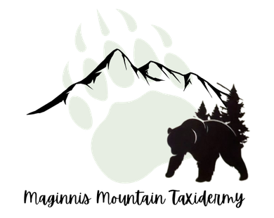 Maginnis Mountain Taxidermy logo
