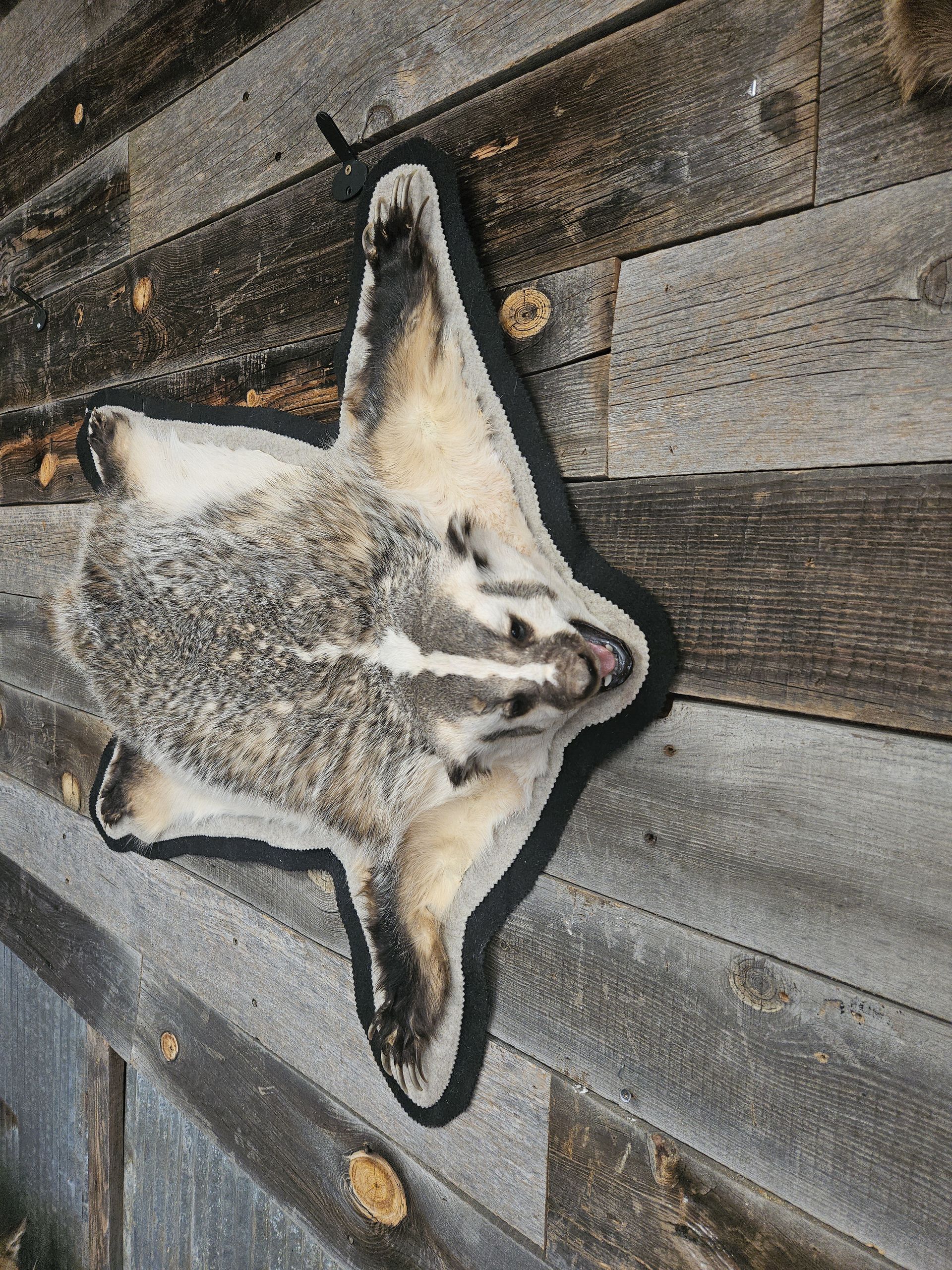 A taxidermied North American badger pelt with its distinctive facial markings displayed on a wooden wall.