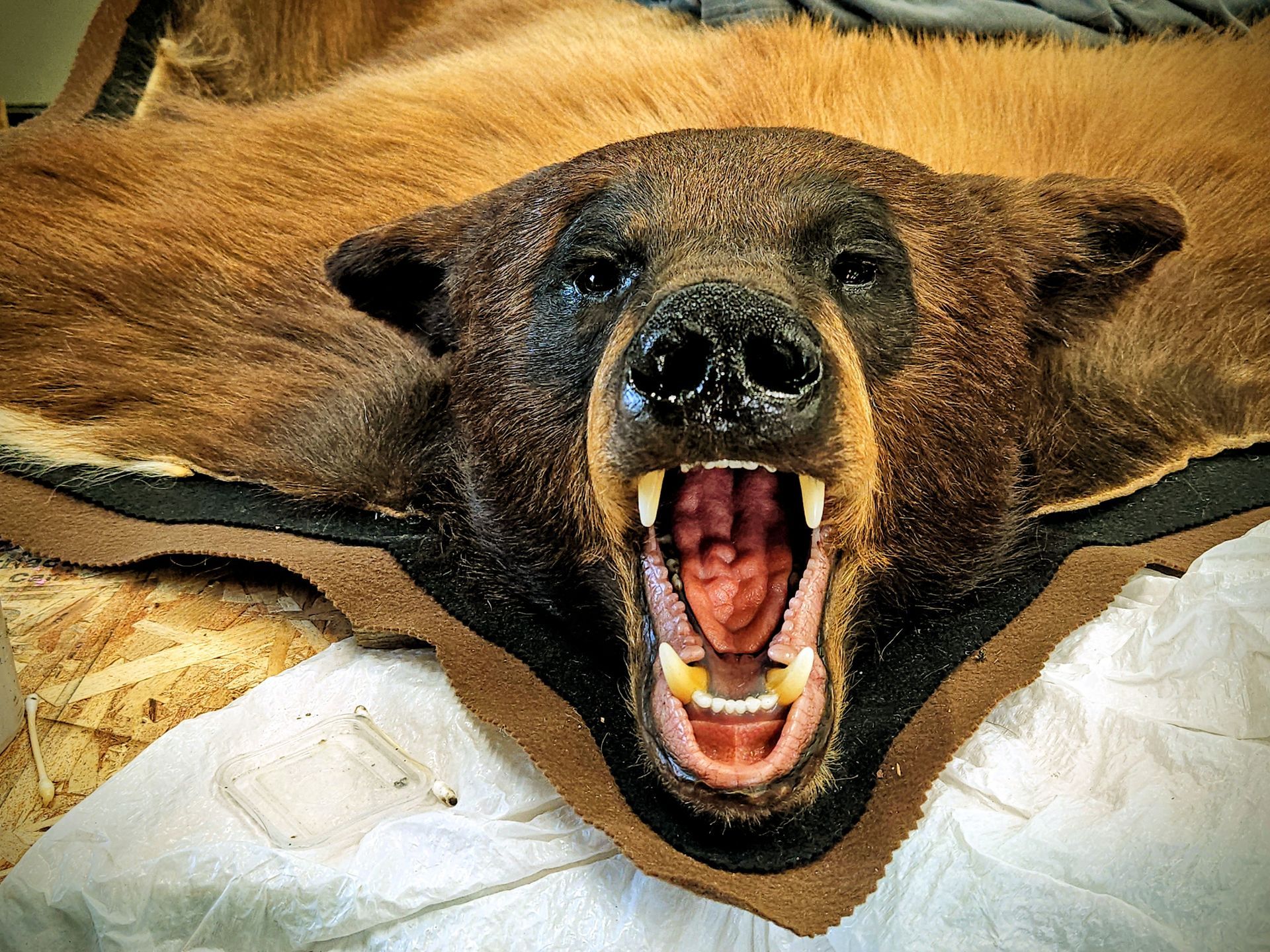 A taxidermy bear rug with a fierce expression, mouth agape, displayed on a light surface.